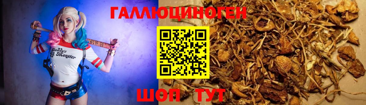 Псилоцибиновые грибы Cubensis Чита